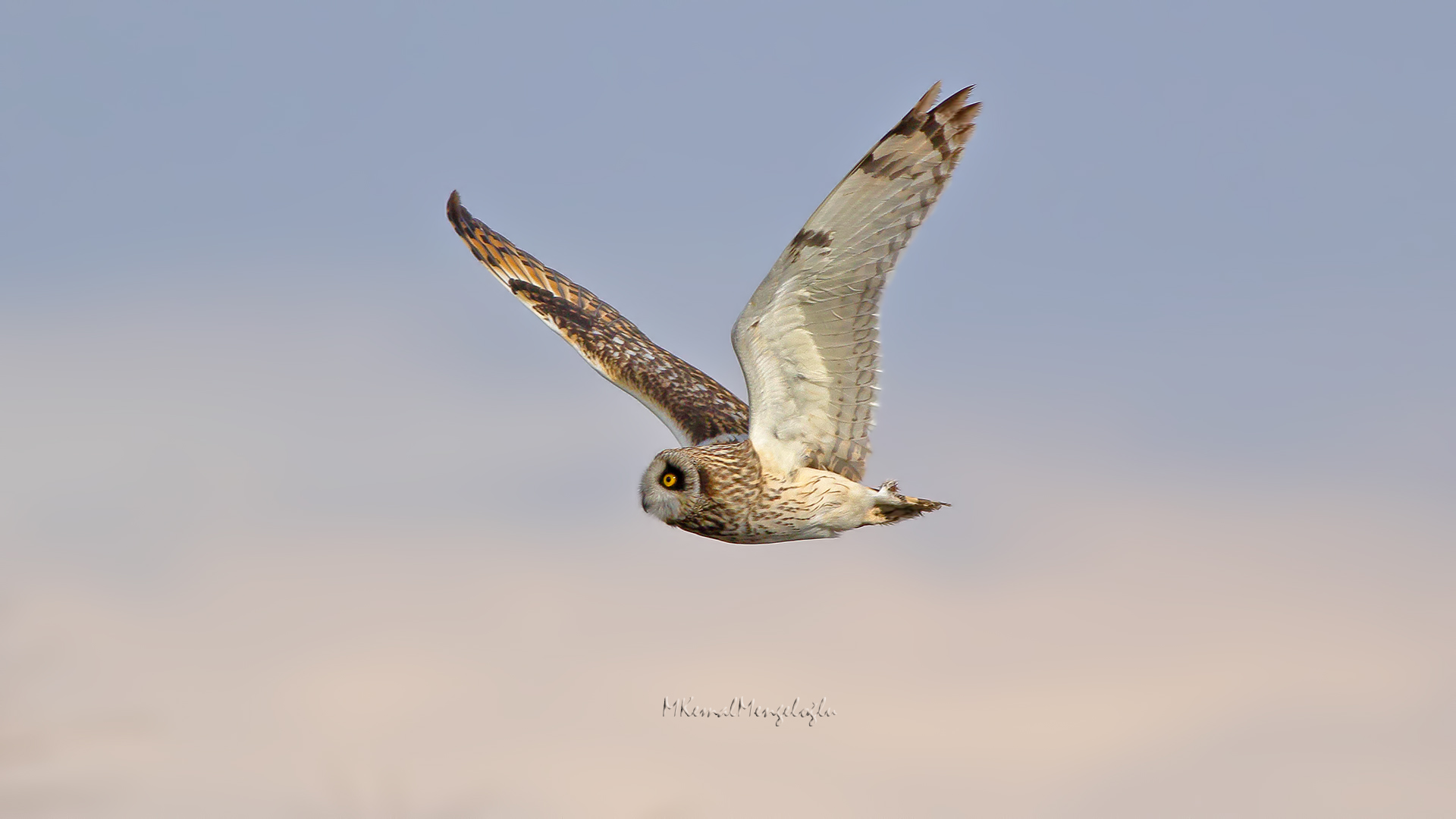 Short-eared Owl